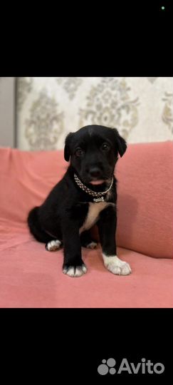 Отдам щенка в добрые руки бесплатно