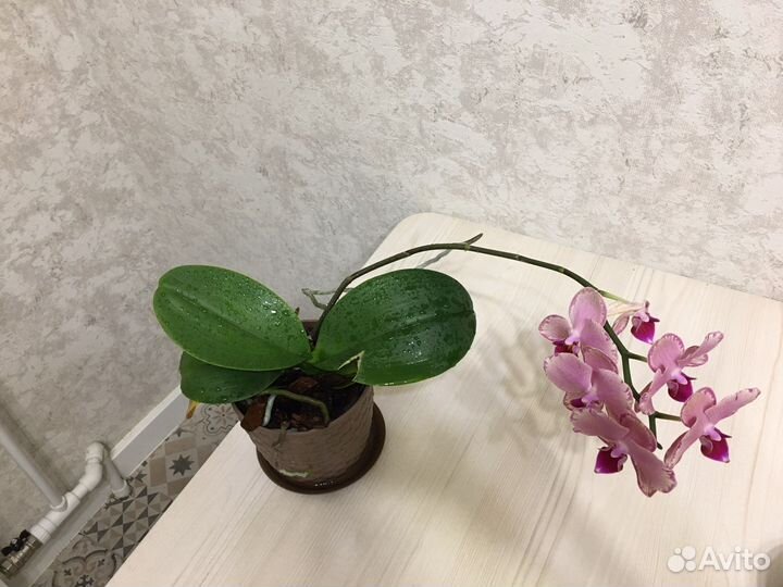 Орхидея фаленопсис