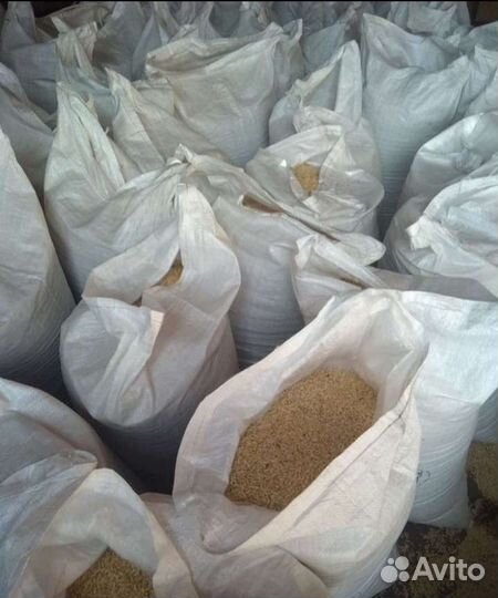 Зерно ячмень