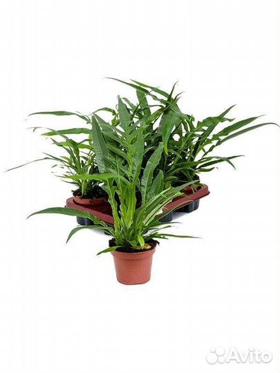 Хойя,алоказия,аглаоморфа,аглаонема