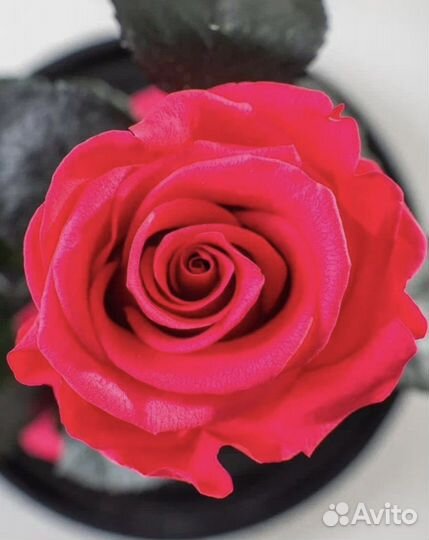 Живая роза, вечноцветущая роза, 5 лет