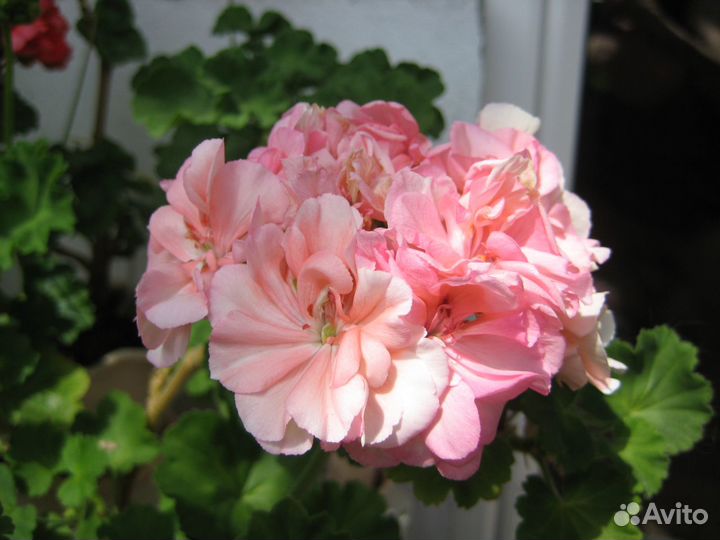 Черенок Пеларгония Ludwigsburger Flair