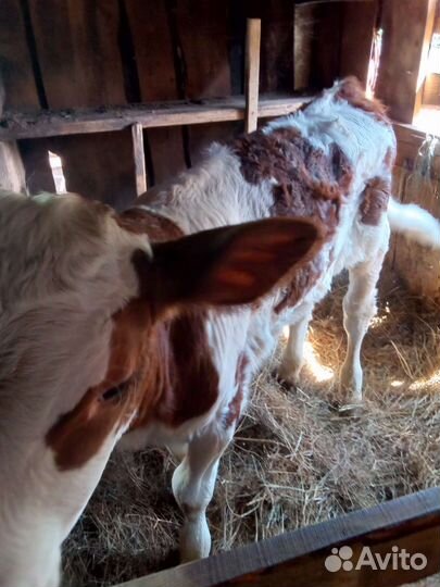 Корова дойная