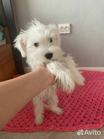 Щенок цвергшнауцер