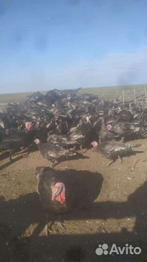 Индюки домашние