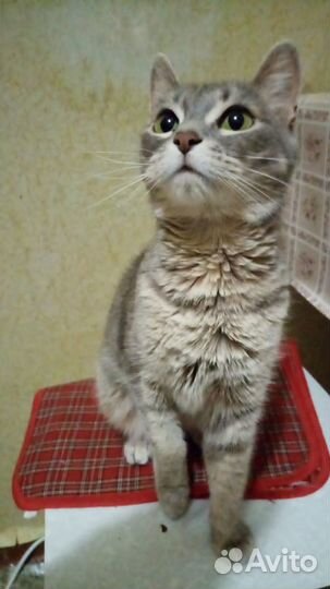 Кошка в дар