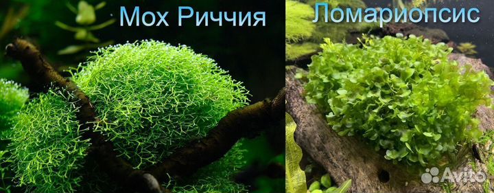 Аквариумные растения, креветки