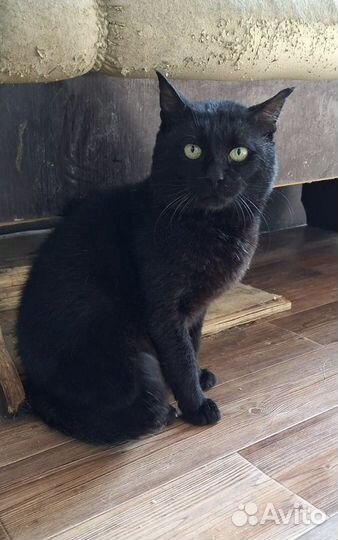 Замечательный котик)