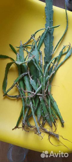 Эпифиллум кактус без горшка с корнями. Много