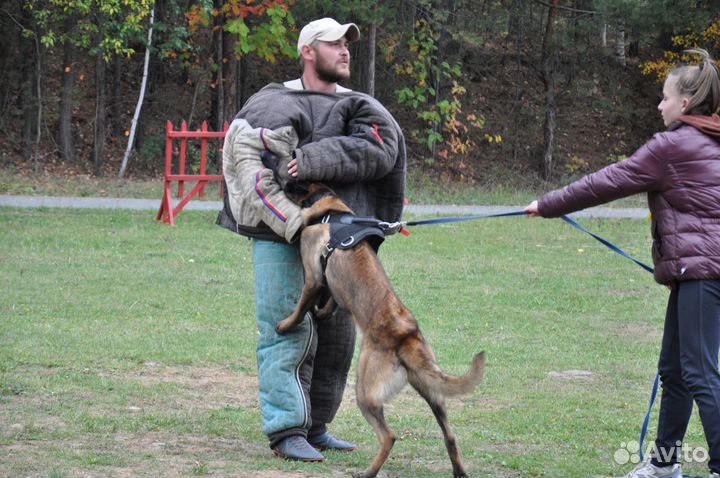 Дрессировка собак, Пермь