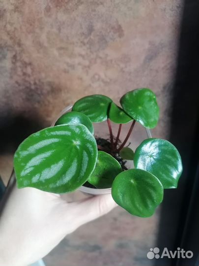 Пеперомия арбузная