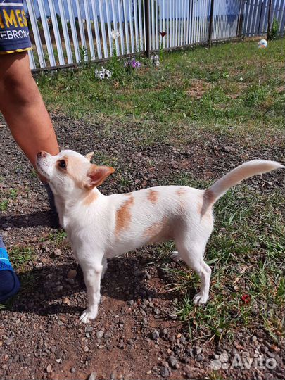 Вязка чихуахуа девочка