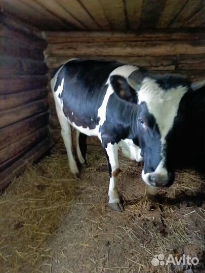 Продам телку годовалую