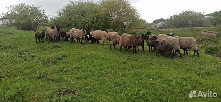 Овцы, матки, ягнята