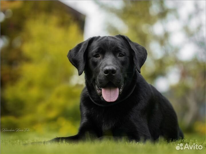 Щенки лабрадора черные