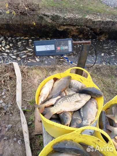 Живая рыба карп