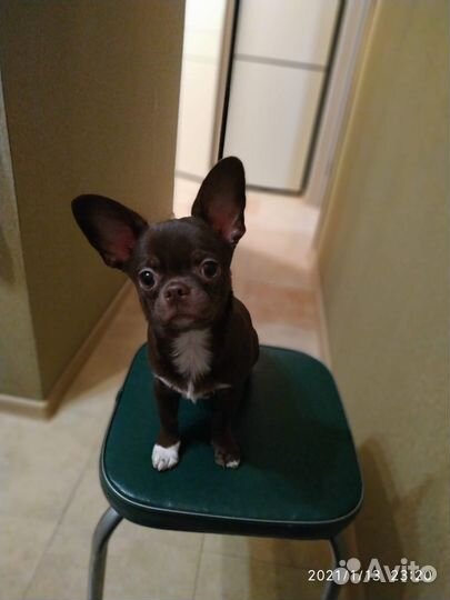 Чихуахуа кобель на вязку