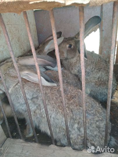 Продаются кролики
