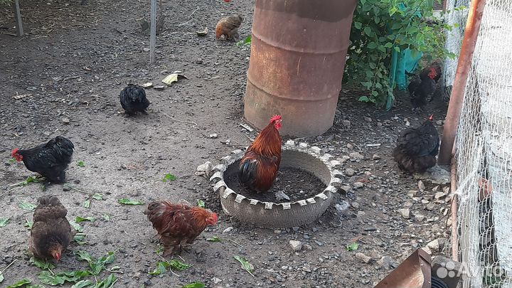 Куры петухи