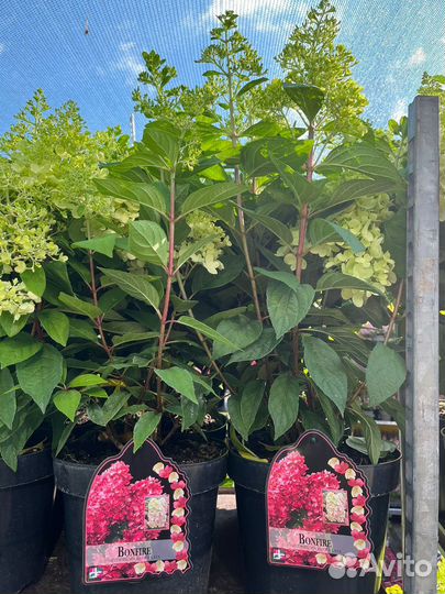 Гортензия метельчатая Бонфайр