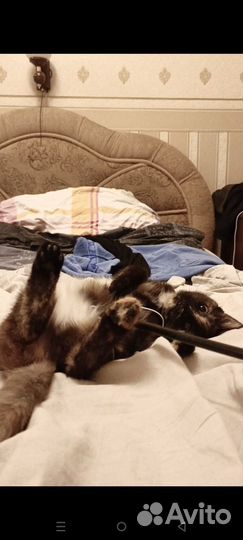 Котенок девочка