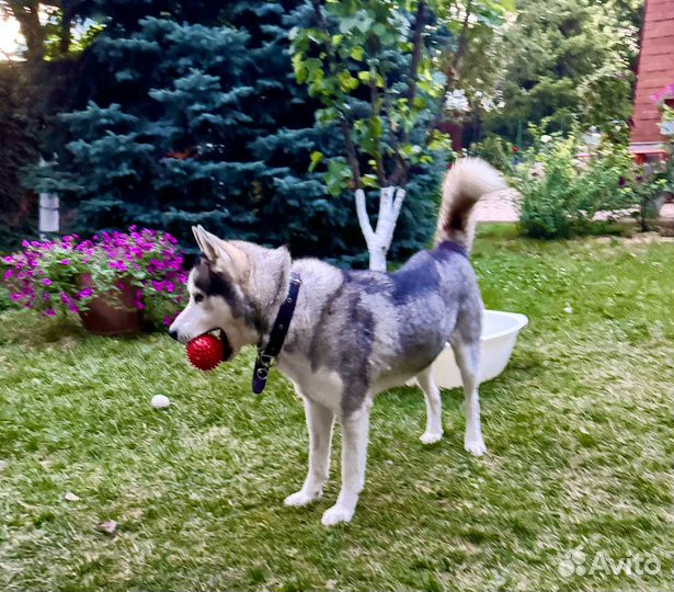 Хаски в добрые руки