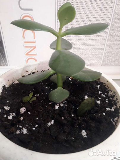 Крассула толстянка