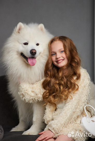 Фото с самоедом