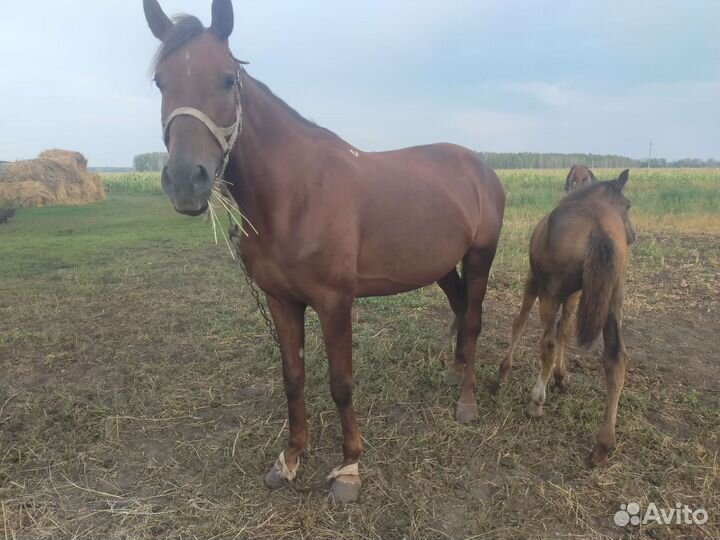 Продам Кобылу с жеребенком