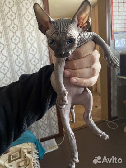 Котята сфинкс