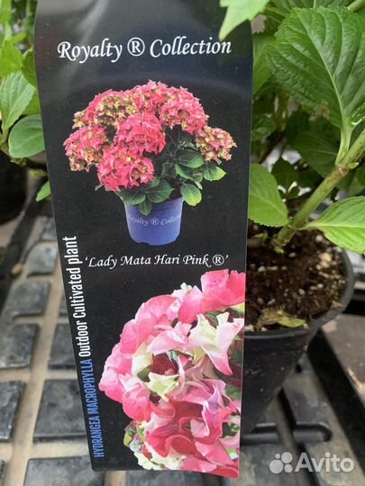 Гортензия крупнолистная