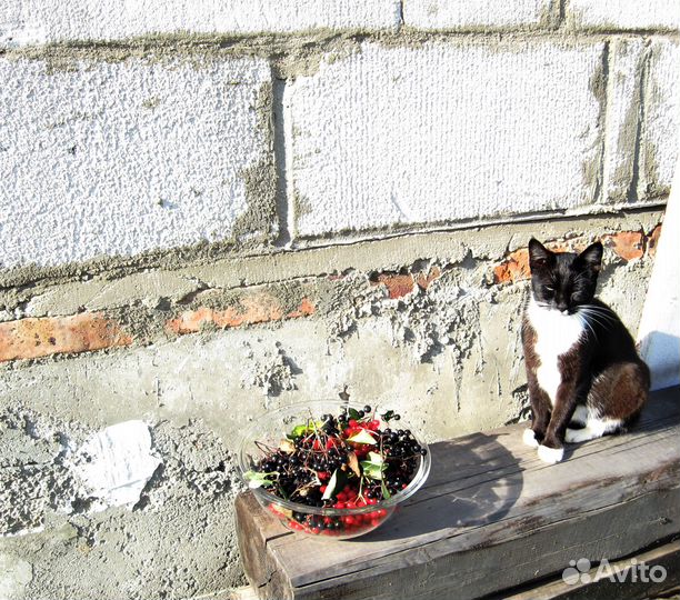 Черноплодная рябина Мулатка