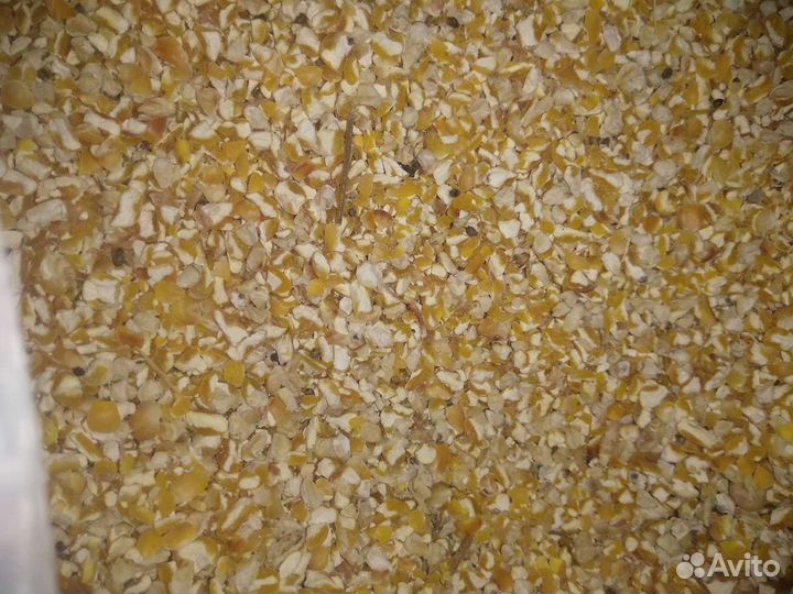 Зерно,корма для с/х животных