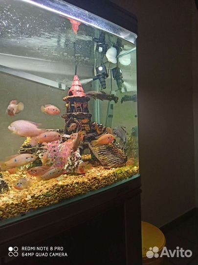 Аквариумные рыбки