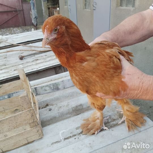 Куры молодки домашние