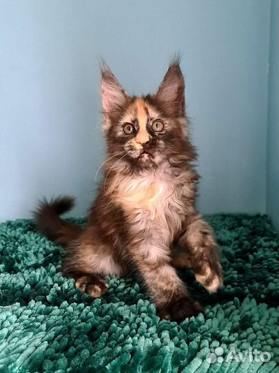 Красотка черепашка