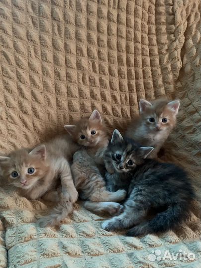 Котята в добрые руки