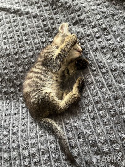 Отдам в добрые руки котят