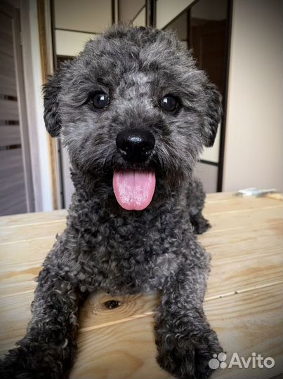 Стрижка собак и кошек.окрашивание.экспресс линька