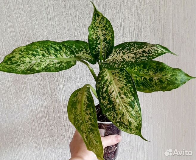 Диффенбахии