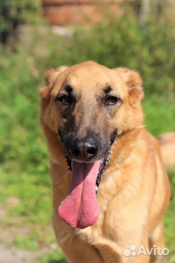 Пес ищет Семью