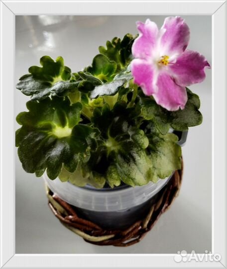 Сортовые фиалки цветущие