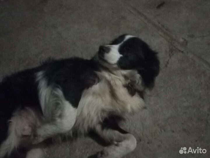 Щенки бордер колли мальчик
