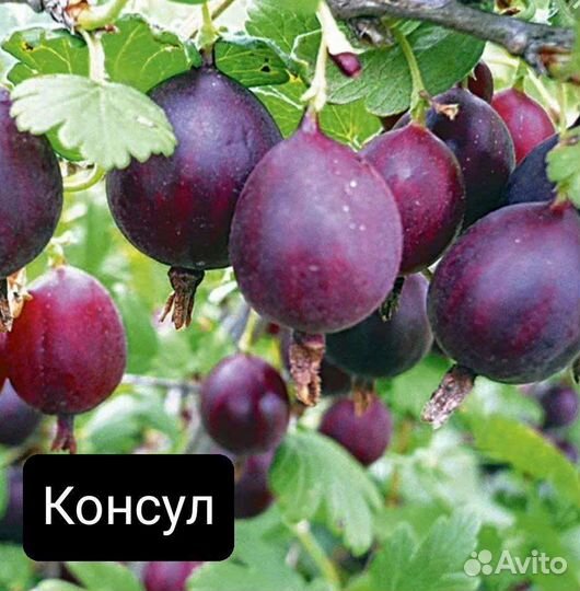 Саженцы крыжовника