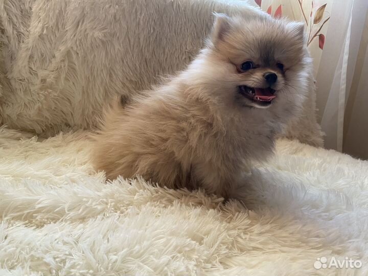 Щенки померанского шпица