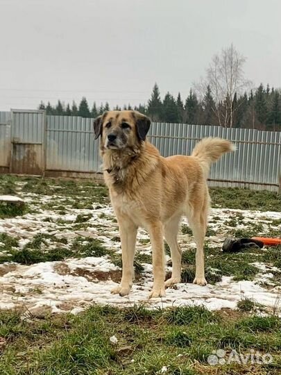 Красавица собачка Найда ждет семью