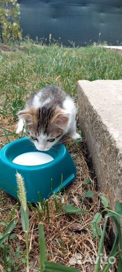 Отдам в добрые руки