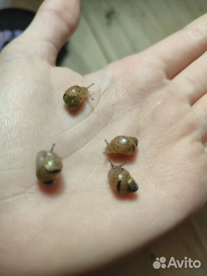 Улитки ахатины малыши