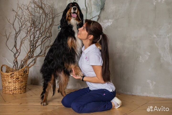 Передержка собак/грызунов