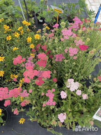 Многолетние цветы